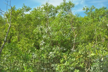 Bakkhali Nehri 'nin geniş manzarası, Cox' s Bazar yakınlarında yoğun mangrov ormanlarıyla kaplı, sakin tropikal sular, yumuşak yansımalar ve Bangladeş 'te gün ışığı altında sakin bir kıyı ekosistemi yakalıyor..