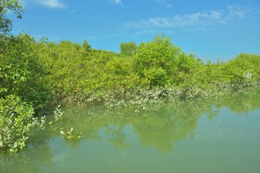 Bakkhali Nehri 'nin geniş manzarası, Cox' s Bazar yakınlarında yoğun mangrov ormanlarıyla kaplı, sakin tropikal sular, yumuşak yansımalar ve Bangladeş 'te gün ışığı altında sakin bir kıyı ekosistemi yakalıyor..