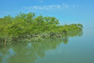 Bakkhali Nehri 'nin geniş manzarası, Cox' s Bazar yakınlarında yoğun mangrov ormanlarıyla kaplı, sakin tropikal sular, yumuşak yansımalar ve Bangladeş 'te gün ışığı altında sakin bir kıyı ekosistemi yakalıyor..