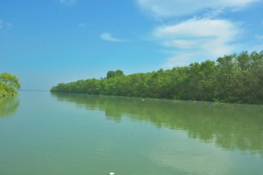 Bakkhali Nehri 'nin geniş manzarası, Cox' s Bazar yakınlarında yoğun mangrov ormanlarıyla kaplı, sakin tropikal sular, yumuşak yansımalar ve Bangladeş 'te gün ışığı altında sakin bir kıyı ekosistemi yakalıyor..