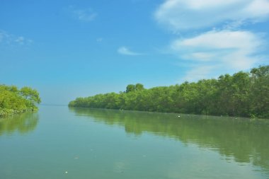 Bakkhali Nehri 'nin geniş manzarası, Cox' s Bazar yakınlarında yoğun mangrov ormanlarıyla kaplı, sakin tropikal sular, yumuşak yansımalar ve Bangladeş 'te gün ışığı altında sakin bir kıyı ekosistemi yakalıyor..