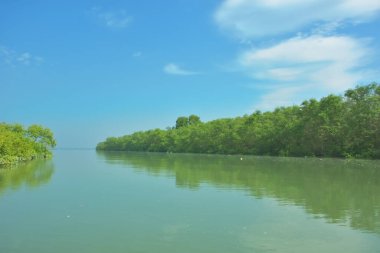 Bakkhali Nehri 'nin geniş manzarası, Cox' s Bazar yakınlarında yoğun mangrov ormanlarıyla kaplı, sakin tropikal sular, yumuşak yansımalar ve Bangladeş 'te gün ışığı altında sakin bir kıyı ekosistemi yakalıyor..