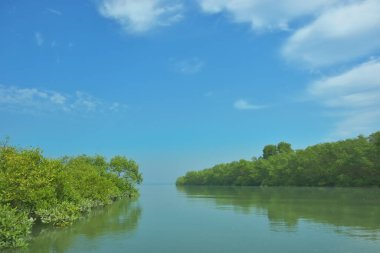 Bakkhali Nehri 'nin geniş manzarası, Cox' s Bazar yakınlarında yoğun mangrov ormanlarıyla kaplı, sakin tropikal sular, yumuşak yansımalar ve Bangladeş 'te gün ışığı altında sakin bir kıyı ekosistemi yakalıyor..