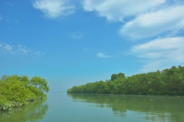 Bakkhali Nehri 'nin geniş manzarası, Cox' s Bazar yakınlarında yoğun mangrov ormanlarıyla kaplı, sakin tropikal sular, yumuşak yansımalar ve Bangladeş 'te gün ışığı altında sakin bir kıyı ekosistemi yakalıyor..