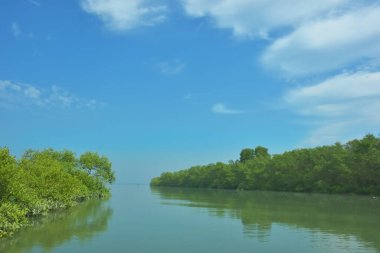Bakkhali Nehri 'nin geniş manzarası, Cox' s Bazar yakınlarında yoğun mangrov ormanlarıyla kaplı, sakin tropikal sular, yumuşak yansımalar ve Bangladeş 'te gün ışığı altında sakin bir kıyı ekosistemi yakalıyor..