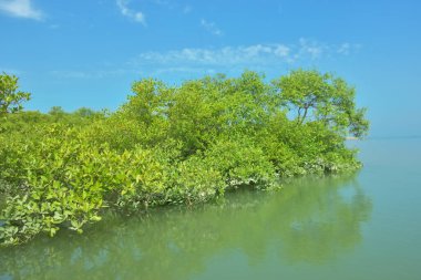Bakkhali Nehri 'nin geniş manzarası, Cox' s Bazar yakınlarında yoğun mangrov ormanlarıyla kaplı, sakin tropikal sular, yumuşak yansımalar ve Bangladeş 'te gün ışığı altında sakin bir kıyı ekosistemi yakalıyor..