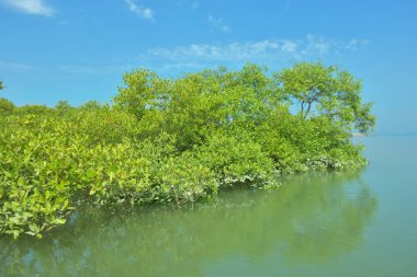 Bakkhali Nehri 'nin geniş manzarası, Cox' s Bazar yakınlarında yoğun mangrov ormanlarıyla kaplı, sakin tropikal sular, yumuşak yansımalar ve Bangladeş 'te gün ışığı altında sakin bir kıyı ekosistemi yakalıyor..