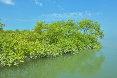 Bakkhali Nehri 'nin geniş manzarası, Cox' s Bazar yakınlarında yoğun mangrov ormanlarıyla kaplı, sakin tropikal sular, yumuşak yansımalar ve Bangladeş 'te gün ışığı altında sakin bir kıyı ekosistemi yakalıyor..
