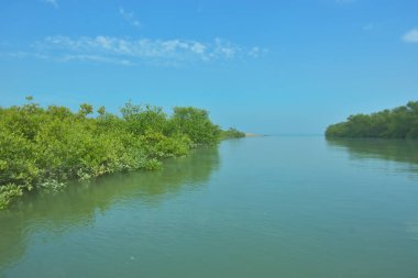 Bakkhali Nehri 'nin geniş manzarası, Cox' s Bazar yakınlarında yoğun mangrov ormanlarıyla kaplı, sakin tropikal sular, yumuşak yansımalar ve Bangladeş 'te gün ışığı altında sakin bir kıyı ekosistemi yakalıyor..