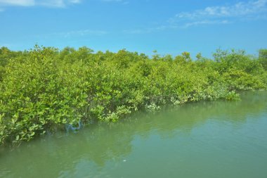 Bakkhali Nehri 'nin geniş manzarası, Cox' s Bazar yakınlarında yoğun mangrov ormanlarıyla kaplı, sakin tropikal sular, yumuşak yansımalar ve Bangladeş 'te gün ışığı altında sakin bir kıyı ekosistemi yakalıyor..