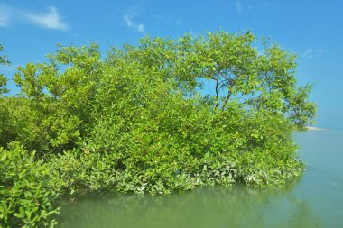 Bakkhali Nehri 'nin geniş manzarası, Cox' s Bazar yakınlarında yoğun mangrov ormanlarıyla kaplı, sakin tropikal sular, yumuşak yansımalar ve Bangladeş 'te gün ışığı altında sakin bir kıyı ekosistemi yakalıyor..