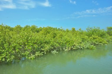 Bakkhali Nehri 'nin geniş manzarası, Cox' s Bazar yakınlarında yoğun mangrov ormanlarıyla kaplı, sakin tropikal sular, yumuşak yansımalar ve Bangladeş 'te gün ışığı altında sakin bir kıyı ekosistemi yakalıyor..