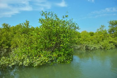 Bakkhali Nehri 'nin geniş manzarası, Cox' s Bazar yakınlarında yoğun mangrov ormanlarıyla kaplı, sakin tropikal sular, yumuşak yansımalar ve Bangladeş 'te gün ışığı altında sakin bir kıyı ekosistemi yakalıyor..