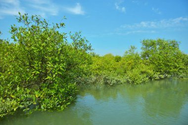 Bakkhali Nehri 'nin geniş manzarası, Cox' s Bazar yakınlarında yoğun mangrov ormanlarıyla kaplı, sakin tropikal sular, yumuşak yansımalar ve Bangladeş 'te gün ışığı altında sakin bir kıyı ekosistemi yakalıyor..