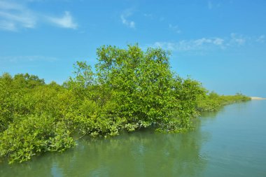 Bakkhali Nehri 'nin geniş manzarası, Cox' s Bazar yakınlarında yoğun mangrov ormanlarıyla kaplı, sakin tropikal sular, yumuşak yansımalar ve Bangladeş 'te gün ışığı altında sakin bir kıyı ekosistemi yakalıyor..