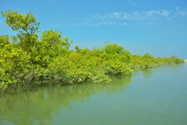 Bakkhali Nehri 'nin geniş manzarası, Cox' s Bazar yakınlarında yoğun mangrov ormanlarıyla kaplı, sakin tropikal sular, yumuşak yansımalar ve Bangladeş 'te gün ışığı altında sakin bir kıyı ekosistemi yakalıyor..