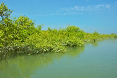 Bakkhali Nehri 'nin geniş manzarası, Cox' s Bazar yakınlarında yoğun mangrov ormanlarıyla kaplı, sakin tropikal sular, yumuşak yansımalar ve Bangladeş 'te gün ışığı altında sakin bir kıyı ekosistemi yakalıyor..