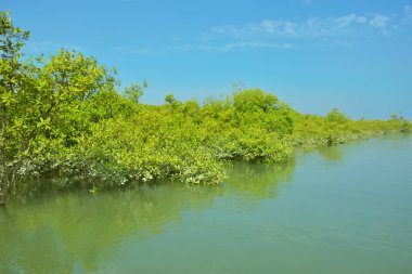 Bakkhali Nehri 'nin geniş manzarası, Cox' s Bazar yakınlarında yoğun mangrov ormanlarıyla kaplı, sakin tropikal sular, yumuşak yansımalar ve Bangladeş 'te gün ışığı altında sakin bir kıyı ekosistemi yakalıyor..