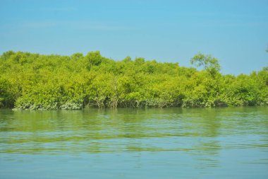 Bakkhali Nehri 'nin geniş manzarası, Cox' s Bazar yakınlarında yoğun mangrov ormanlarıyla kaplı, sakin tropikal sular, yumuşak yansımalar ve Bangladeş 'te gün ışığı altında sakin bir kıyı ekosistemi yakalıyor..