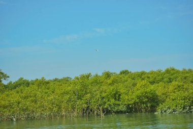 Bakkhali Nehri 'nin geniş manzarası, Cox' s Bazar yakınlarında yoğun mangrov ormanlarıyla kaplı, sakin tropikal sular, yumuşak yansımalar ve Bangladeş 'te gün ışığı altında sakin bir kıyı ekosistemi yakalıyor..