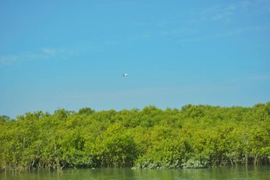 Bakkhali Nehri 'nin geniş manzarası, Cox' s Bazar yakınlarında yoğun mangrov ormanlarıyla kaplı, sakin tropikal sular, yumuşak yansımalar ve Bangladeş 'te gün ışığı altında sakin bir kıyı ekosistemi yakalıyor..