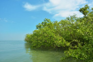 Cox 's Bazar yakınlarındaki Bakkhali Nehri' nin gelgit kıyı şeridi boyunca uzanan Mangrove ormanı, yumuşak dalgaları, çamurlu kıyı şeridini ve Bangladeş 'in sakin kıyı ekosistemi içinde berrak gün ışığı altında yemyeşil tropikal bitkileri gösteriyor..