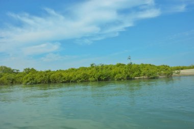 Cox 's Bazar yakınlarındaki Bakkhali Nehri' nin gelgit kıyı şeridi boyunca uzanan Mangrove ormanı, yumuşak dalgaları, çamurlu kıyı şeridini ve Bangladeş 'in sakin kıyı ekosistemi içinde berrak gün ışığı altında yemyeşil tropikal bitkileri gösteriyor..