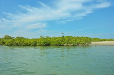 Cox 's Bazar yakınlarındaki Bakkhali Nehri' nin gelgit kıyı şeridi boyunca uzanan Mangrove ormanı, yumuşak dalgaları, çamurlu kıyı şeridini ve Bangladeş 'in sakin kıyı ekosistemi içinde berrak gün ışığı altında yemyeşil tropikal bitkileri gösteriyor..
