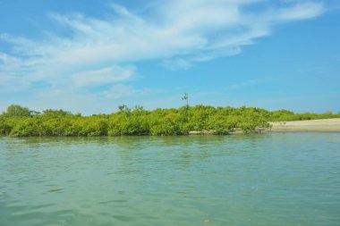 Cox 's Bazar yakınlarındaki Bakkhali Nehri' nin gelgit kıyı şeridi boyunca uzanan Mangrove ormanı, yumuşak dalgaları, çamurlu kıyı şeridini ve Bangladeş 'in sakin kıyı ekosistemi içinde berrak gün ışığı altında yemyeşil tropikal bitkileri gösteriyor..
