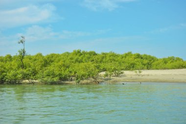 Cox 's Bazar yakınlarındaki Bakkhali Nehri' nin gelgit kıyı şeridi boyunca uzanan Mangrove ormanı, yumuşak dalgaları, çamurlu kıyı şeridini ve Bangladeş 'in sakin kıyı ekosistemi içinde berrak gün ışığı altında yemyeşil tropikal bitkileri gösteriyor..