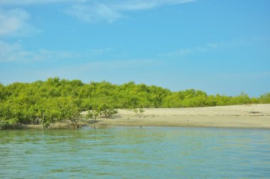 Cox 's Bazar yakınlarındaki Bakkhali Nehri' nin gelgit kıyı şeridi boyunca uzanan Mangrove ormanı, yumuşak dalgaları, çamurlu kıyı şeridini ve Bangladeş 'in sakin kıyı ekosistemi içinde berrak gün ışığı altında yemyeşil tropikal bitkileri gösteriyor..