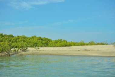 Cox 's Bazar yakınlarındaki Bakkhali Nehri' nin gelgit kıyı şeridi boyunca uzanan Mangrove ormanı, yumuşak dalgaları, çamurlu kıyı şeridini ve Bangladeş 'in sakin kıyı ekosistemi içinde berrak gün ışığı altında yemyeşil tropikal bitkileri gösteriyor..