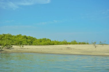 Cox 's Bazar yakınlarındaki Bakkhali Nehri' nin gelgit kıyı şeridi boyunca uzanan Mangrove ormanı, yumuşak dalgaları, çamurlu kıyı şeridini ve Bangladeş 'in sakin kıyı ekosistemi içinde berrak gün ışığı altında yemyeşil tropikal bitkileri gösteriyor..