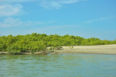 Cox 's Bazar yakınlarındaki Bakkhali Nehri' nin gelgit kıyı şeridi boyunca uzanan Mangrove ormanı, yumuşak dalgaları, çamurlu kıyı şeridini ve Bangladeş 'in sakin kıyı ekosistemi içinde berrak gün ışığı altında yemyeşil tropikal bitkileri gösteriyor..
