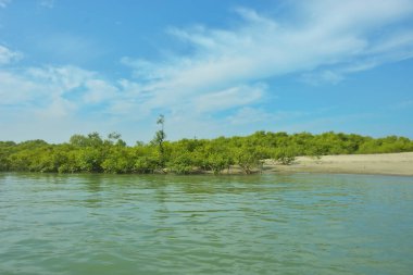Cox 's Bazar yakınlarındaki Bakkhali Nehri' nin gelgit kıyı şeridi boyunca uzanan Mangrove ormanı, yumuşak dalgaları, çamurlu kıyı şeridini ve Bangladeş 'in sakin kıyı ekosistemi içinde berrak gün ışığı altında yemyeşil tropikal bitkileri gösteriyor..