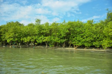 Cox 's Bazar yakınlarındaki Bakkhali Nehri' nin gelgit kıyı şeridi boyunca uzanan Mangrove ormanı, yumuşak dalgaları, çamurlu kıyı şeridini ve Bangladeş 'in sakin kıyı ekosistemi içinde berrak gün ışığı altında yemyeşil tropikal bitkileri gösteriyor..