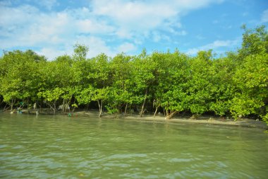 Cox 's Bazar yakınlarındaki Bakkhali Nehri' nin gelgit kıyı şeridi boyunca uzanan Mangrove ormanı, yumuşak dalgaları, çamurlu kıyı şeridini ve Bangladeş 'in sakin kıyı ekosistemi içinde berrak gün ışığı altında yemyeşil tropikal bitkileri gösteriyor..
