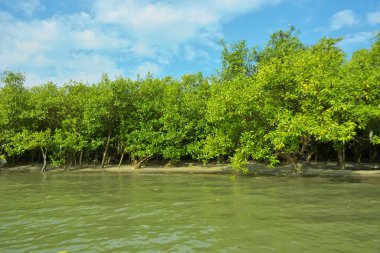 Cox 's Bazar yakınlarındaki Bakkhali Nehri' nin gelgit kıyı şeridi boyunca uzanan Mangrove ormanı, yumuşak dalgaları, çamurlu kıyı şeridini ve Bangladeş 'in sakin kıyı ekosistemi içinde berrak gün ışığı altında yemyeşil tropikal bitkileri gösteriyor..