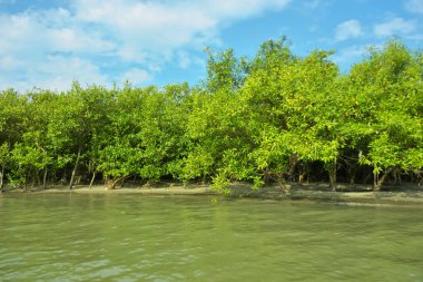 Cox 's Bazar yakınlarındaki Bakkhali Nehri' nin gelgit kıyı şeridi boyunca uzanan Mangrove ormanı, yumuşak dalgaları, çamurlu kıyı şeridini ve Bangladeş 'in sakin kıyı ekosistemi içinde berrak gün ışığı altında yemyeşil tropikal bitkileri gösteriyor..