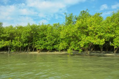 Cox 's Bazar yakınlarındaki Bakkhali Nehri' nin gelgit kıyı şeridi boyunca uzanan Mangrove ormanı, yumuşak dalgaları, çamurlu kıyı şeridini ve Bangladeş 'in sakin kıyı ekosistemi içinde berrak gün ışığı altında yemyeşil tropikal bitkileri gösteriyor..