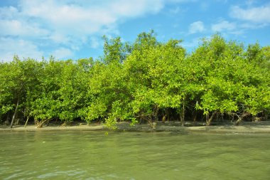 Cox 's Bazar yakınlarındaki Bakkhali Nehri' nin gelgit kıyı şeridi boyunca uzanan Mangrove ormanı, yumuşak dalgaları, çamurlu kıyı şeridini ve Bangladeş 'in sakin kıyı ekosistemi içinde berrak gün ışığı altında yemyeşil tropikal bitkileri gösteriyor..