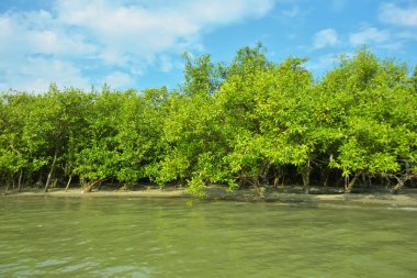 Cox 's Bazar yakınlarındaki Bakkhali Nehri' nin gelgit kıyı şeridi boyunca uzanan Mangrove ormanı, yumuşak dalgaları, çamurlu kıyı şeridini ve Bangladeş 'in sakin kıyı ekosistemi içinde berrak gün ışığı altında yemyeşil tropikal bitkileri gösteriyor..