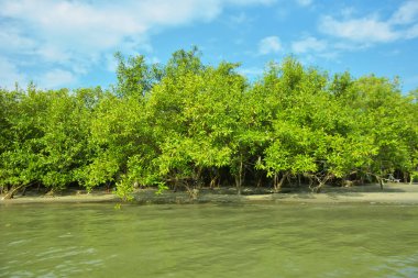 Cox 's Bazar yakınlarındaki Bakkhali Nehri' nin gelgit kıyı şeridi boyunca uzanan Mangrove ormanı, yumuşak dalgaları, çamurlu kıyı şeridini ve Bangladeş 'in sakin kıyı ekosistemi içinde berrak gün ışığı altında yemyeşil tropikal bitkileri gösteriyor..