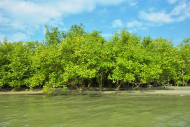 Cox 's Bazar yakınlarındaki Bakkhali Nehri' nin gelgit kıyı şeridi boyunca uzanan Mangrove ormanı, yumuşak dalgaları, çamurlu kıyı şeridini ve Bangladeş 'in sakin kıyı ekosistemi içinde berrak gün ışığı altında yemyeşil tropikal bitkileri gösteriyor..