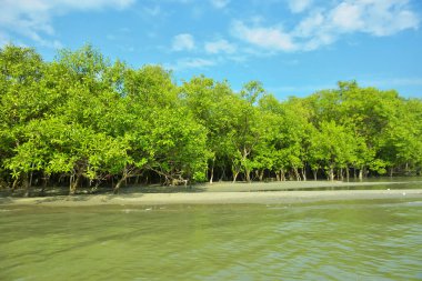 Cox 's Bazar yakınlarındaki Bakkhali Nehri' nin gelgit kıyı şeridi boyunca uzanan Mangrove ormanı, yumuşak dalgaları, çamurlu kıyı şeridini ve Bangladeş 'in sakin kıyı ekosistemi içinde berrak gün ışığı altında yemyeşil tropikal bitkileri gösteriyor..