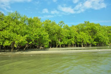 Cox 's Bazar yakınlarındaki Bakkhali Nehri' nin gelgit kıyı şeridi boyunca uzanan Mangrove ormanı, yumuşak dalgaları, çamurlu kıyı şeridini ve Bangladeş 'in sakin kıyı ekosistemi içinde berrak gün ışığı altında yemyeşil tropikal bitkileri gösteriyor..