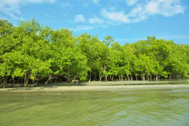 Cox 's Bazar yakınlarındaki Bakkhali Nehri' nin gelgit kıyı şeridi boyunca uzanan Mangrove ormanı, yumuşak dalgaları, çamurlu kıyı şeridini ve Bangladeş 'in sakin kıyı ekosistemi içinde berrak gün ışığı altında yemyeşil tropikal bitkileri gösteriyor..