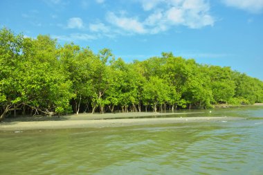 Cox 's Bazar yakınlarındaki Bakkhali Nehri' nin gelgit kıyı şeridi boyunca uzanan Mangrove ormanı, yumuşak dalgaları, çamurlu kıyı şeridini ve Bangladeş 'in sakin kıyı ekosistemi içinde berrak gün ışığı altında yemyeşil tropikal bitkileri gösteriyor..
