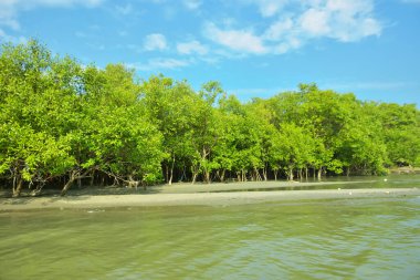 Cox 's Bazar yakınlarındaki Bakkhali Nehri' nin gelgit kıyı şeridi boyunca uzanan Mangrove ormanı, yumuşak dalgaları, çamurlu kıyı şeridini ve Bangladeş 'in sakin kıyı ekosistemi içinde berrak gün ışığı altında yemyeşil tropikal bitkileri gösteriyor..