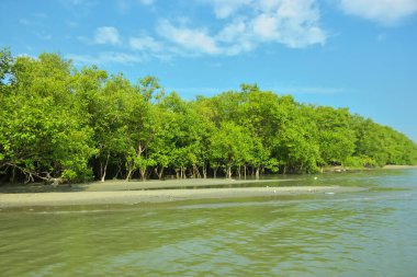 Cox 's Bazar yakınlarındaki Bakkhali Nehri' nin gelgit kıyı şeridi boyunca uzanan Mangrove ormanı, yumuşak dalgaları, çamurlu kıyı şeridini ve Bangladeş 'in sakin kıyı ekosistemi içinde berrak gün ışığı altında yemyeşil tropikal bitkileri gösteriyor..